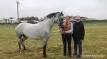 2024 Monivea Show Horse 5