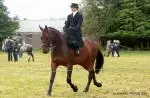 2024 Monivea Show Horse 10